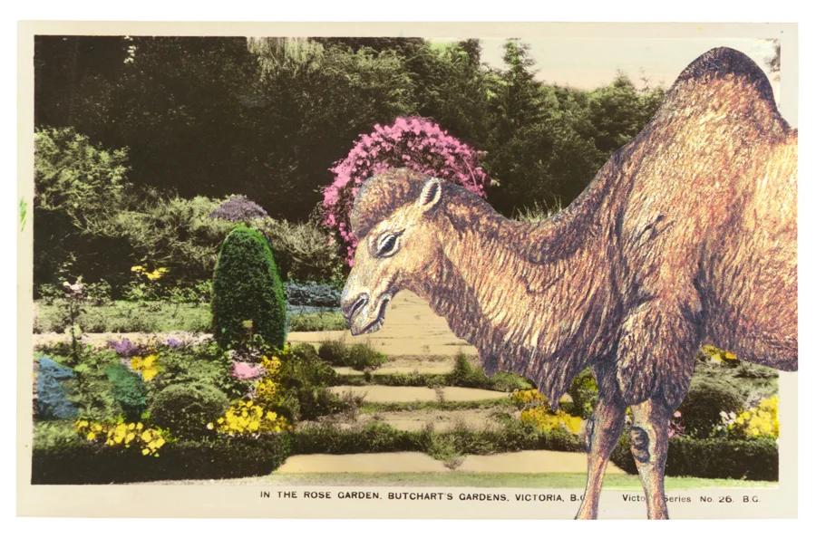 Gracia Haby, Pink crowned glory , 2012, postcard collage