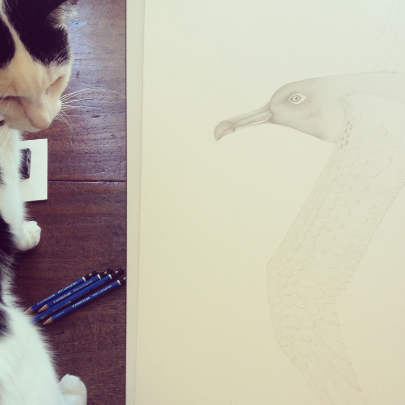 On the drawing board, Louise's Sooty Albatross takes form