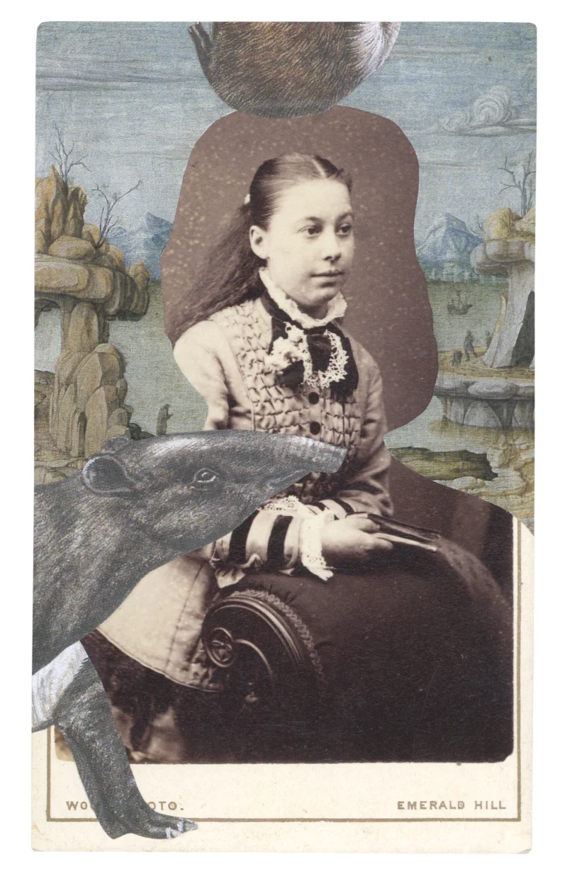 Gracia Haby, Within Francesco del Cossa's Portrait of a Young Man, c 1472–74, with a Malayan tapir (Tapirus indicus), 2015, collage on carte de visite