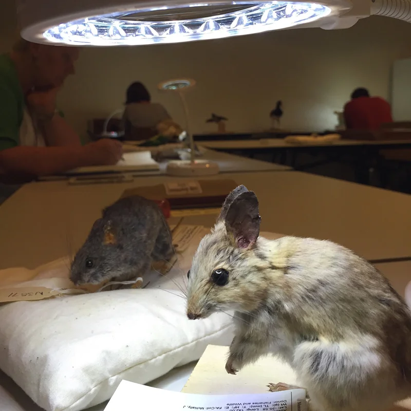 gracialouise_melbournemuseum08.jpg