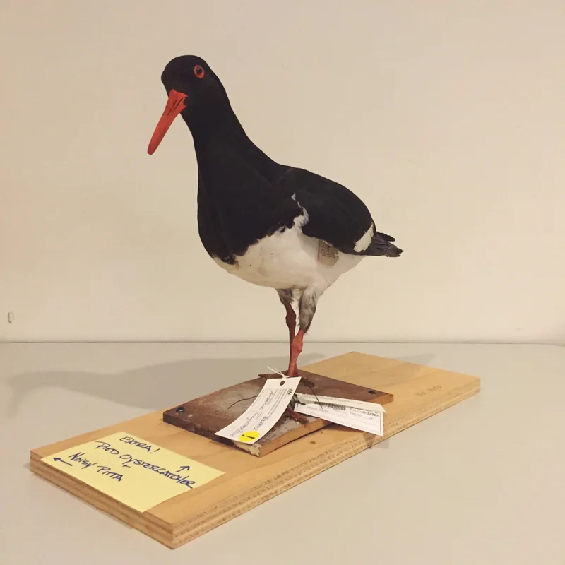 gracialouise_melbournemuseum09.jpg
