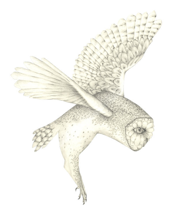 Louise Jennison, Barn owl (Tyto alba) , 2011, drawing