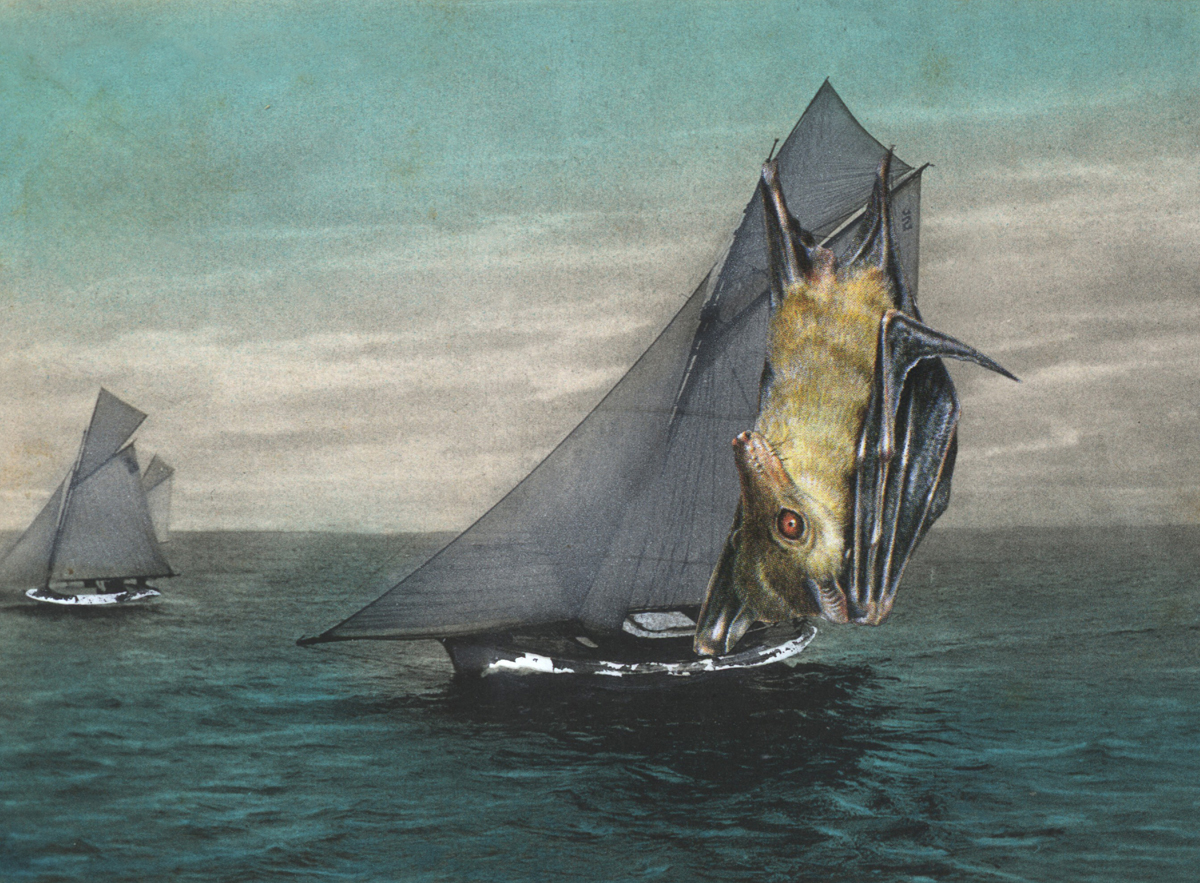 Gracia Haby, It had to be said, when it came to yachting, the Dog bat provided sails like no other , 2013, postcard collage (cropped)