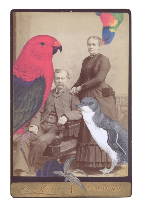 An Australian king-parrot ( Alisterus scapularis ), Rainbow lorikeet ( Trichoglossus moluccanus ), and Little penguin ( Eudyptula minor ) from Prattle scoop trembling: a flutter of Australian birds