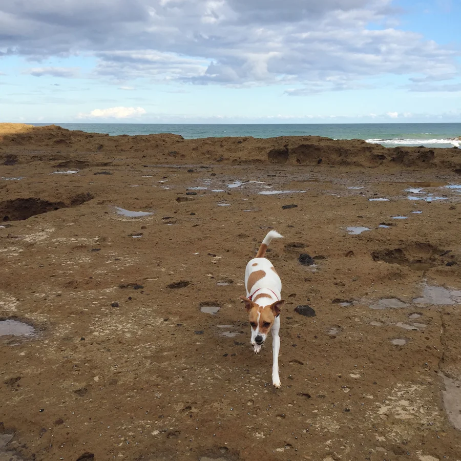 Laying down our wild tracks. Yesterday we explored, and today, Lottie snores.