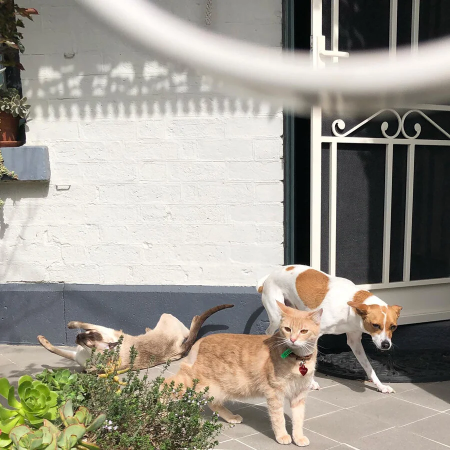 He arrived, officially , as our sixth RSPCA foster cat , under the name of Lee , just before Easter . He arrived, as Arthur, more like, and settled in to his new forever home just before Easter.