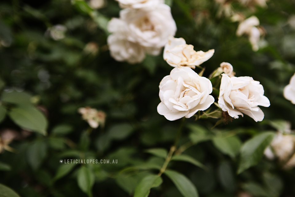 euroa-butter-factory-wedding-15.jpg
