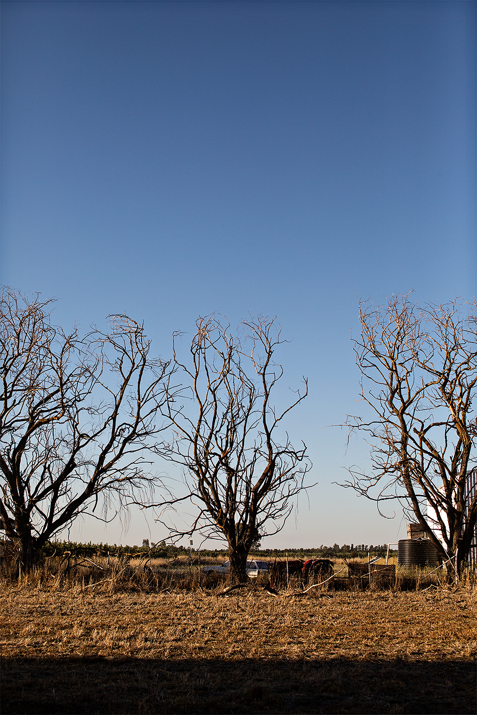 Kasi and Tim trees web.jpg