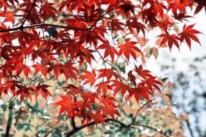 Japanese red maple.jpg