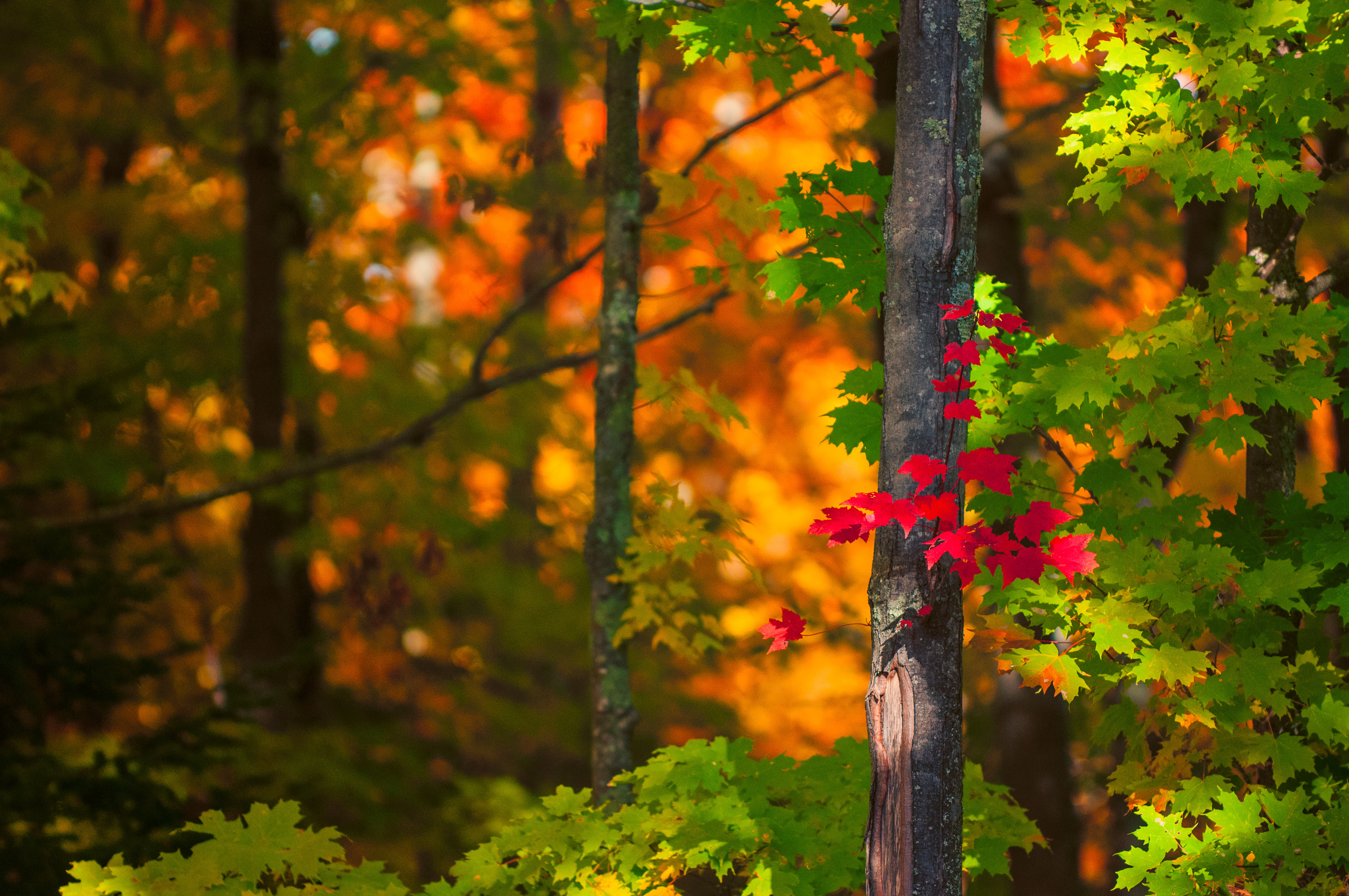 Fall Colors (84 of 190)-Edit-11.jpg