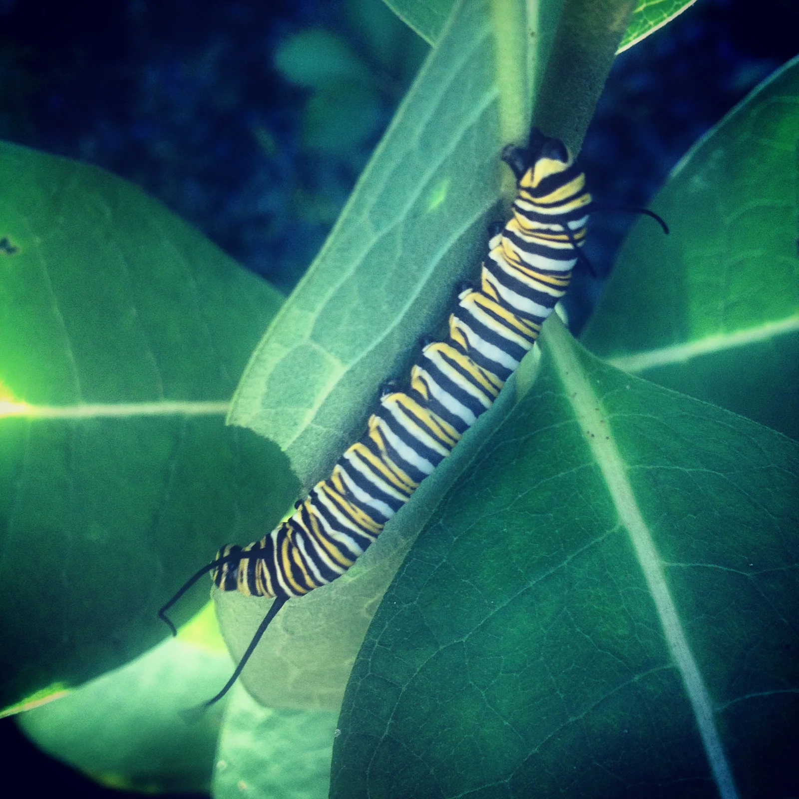 Click on this photograph to view a larger version of it.