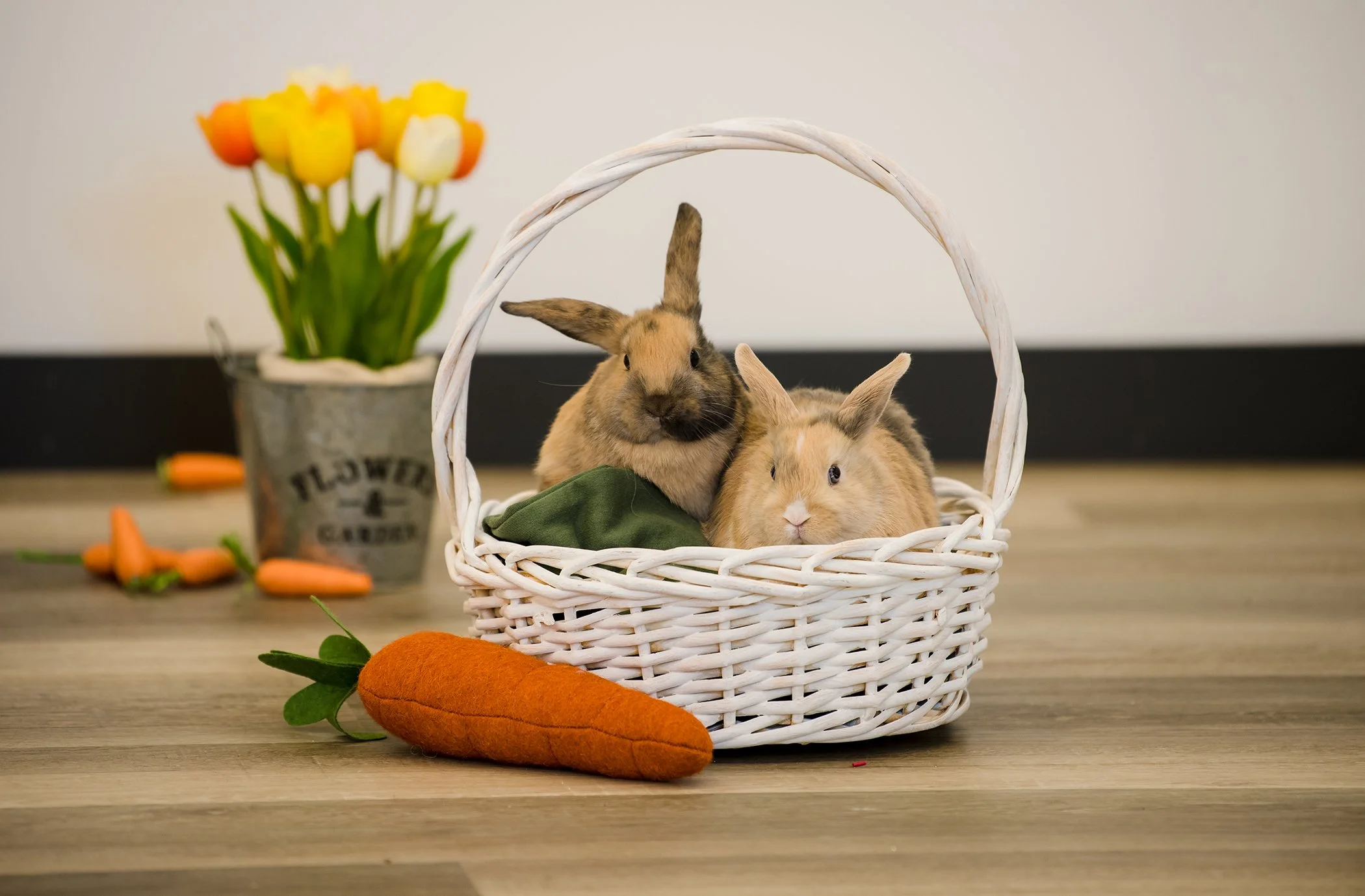 EasterMini2023-5268 copysmall.jpg