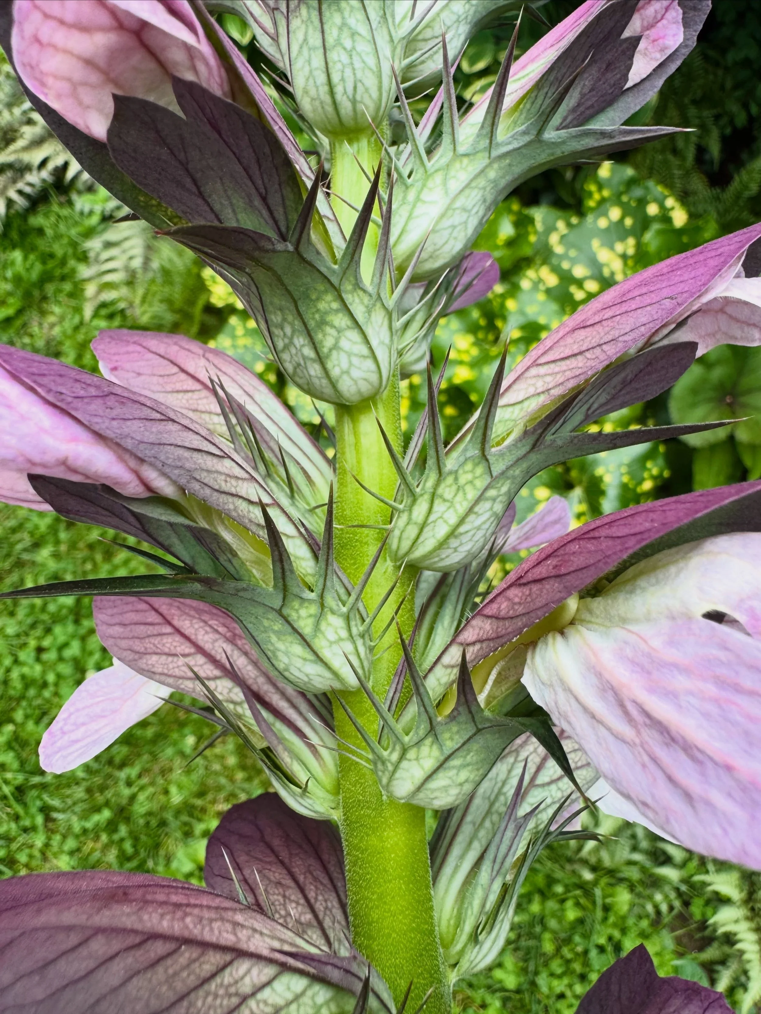 When I&rsquo;m not making art I love to garden. Check out the detail on this beautiful Bears Breeches (Acanthus mollis) 😍