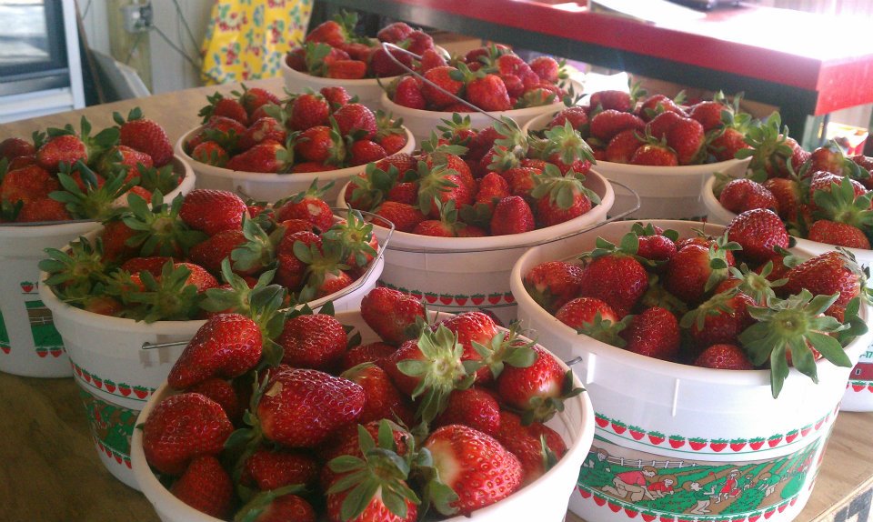 strawberrybuckets.jpg
