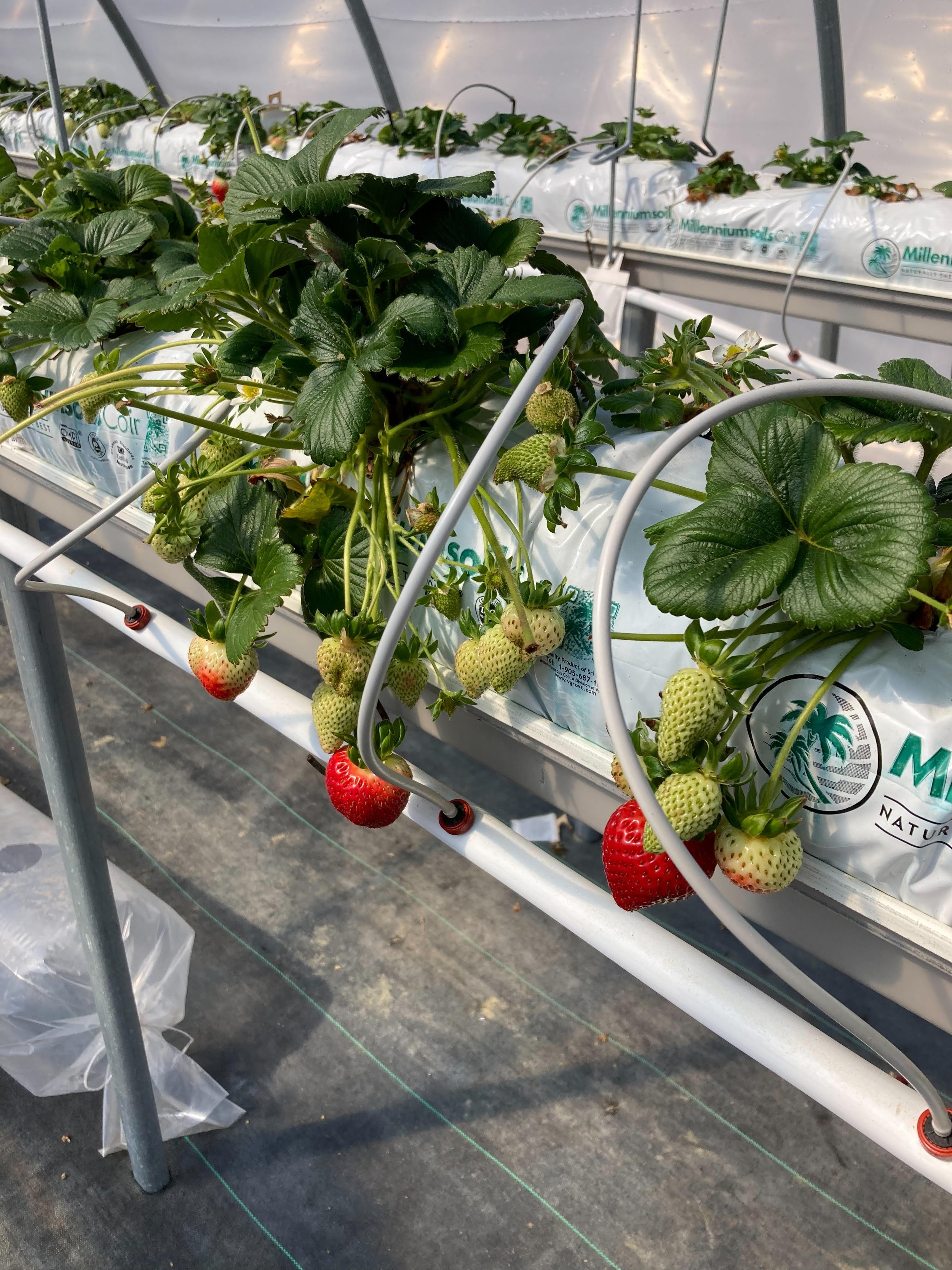 greenhouse strawb22.jpg