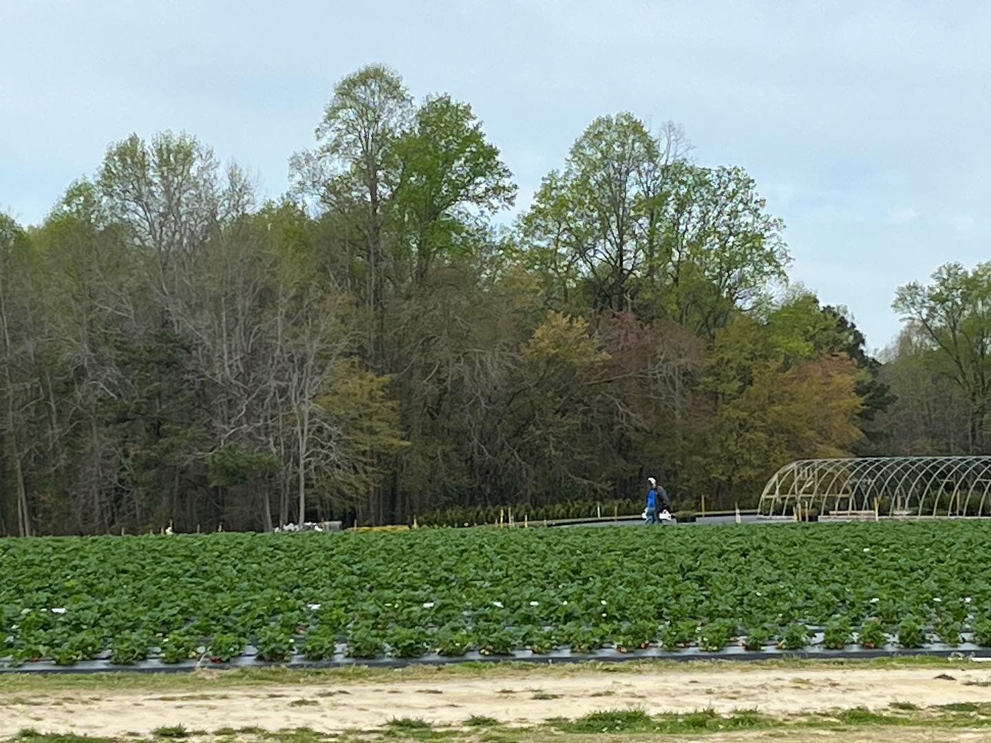 We are open today till 5!

We have Easter egg hunts (tickets are still available on our website), strawberry picking, and beautiful plants! 

See you there?!