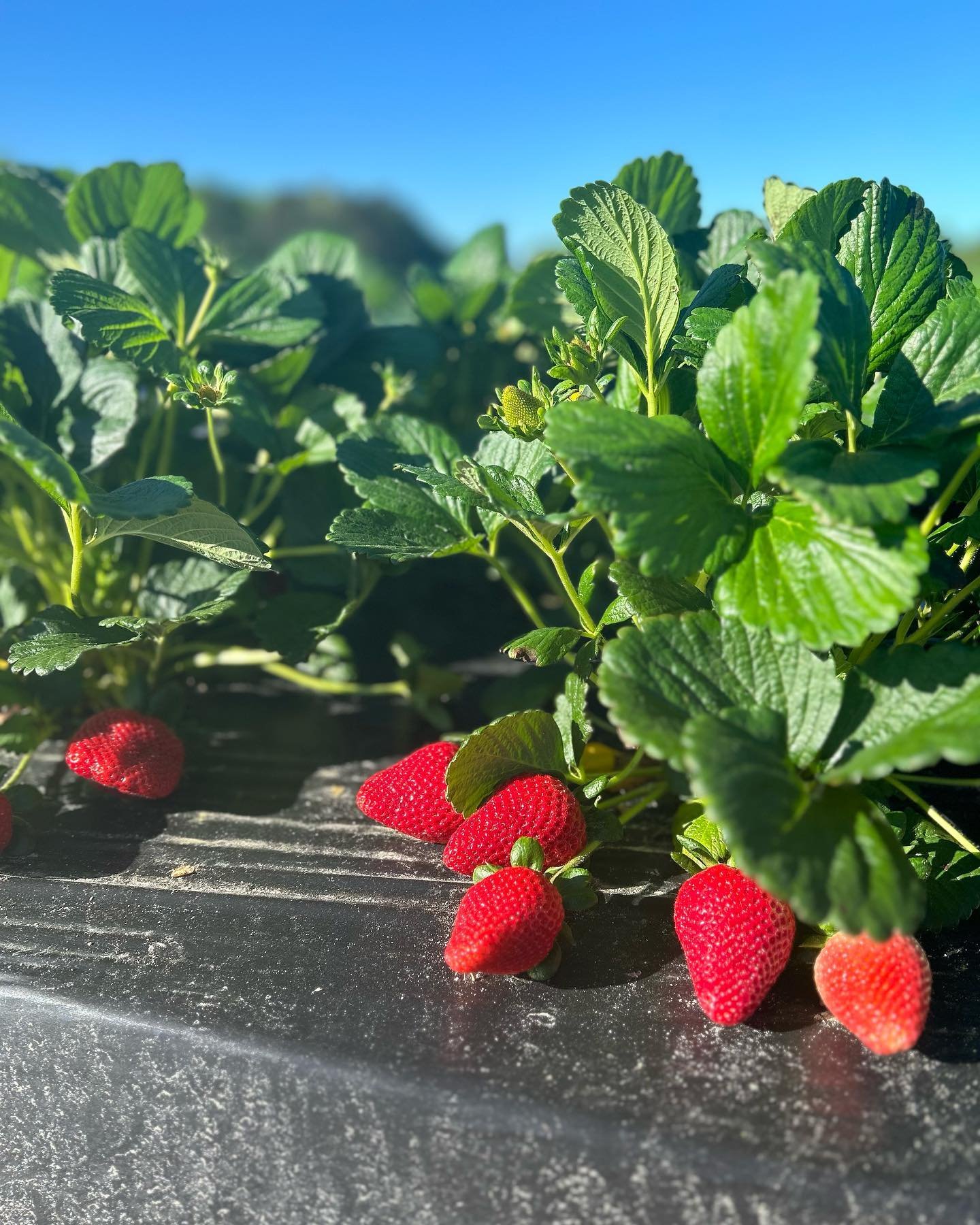 Happy Saturday! We are open from 9 to 5 today and we have a lots of berries to be picked!