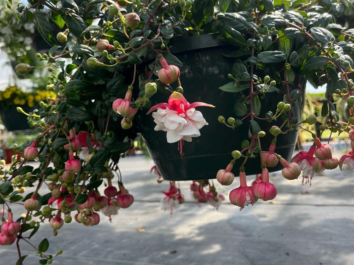 Have you ever seen something so beautiful 🤩? Fuchsia is one of my favorites. 

These gorgeous plants take a bright but indirect spot to really thrive! This hanging basket would work well on a covered porch which gets great morning sun!

We received 