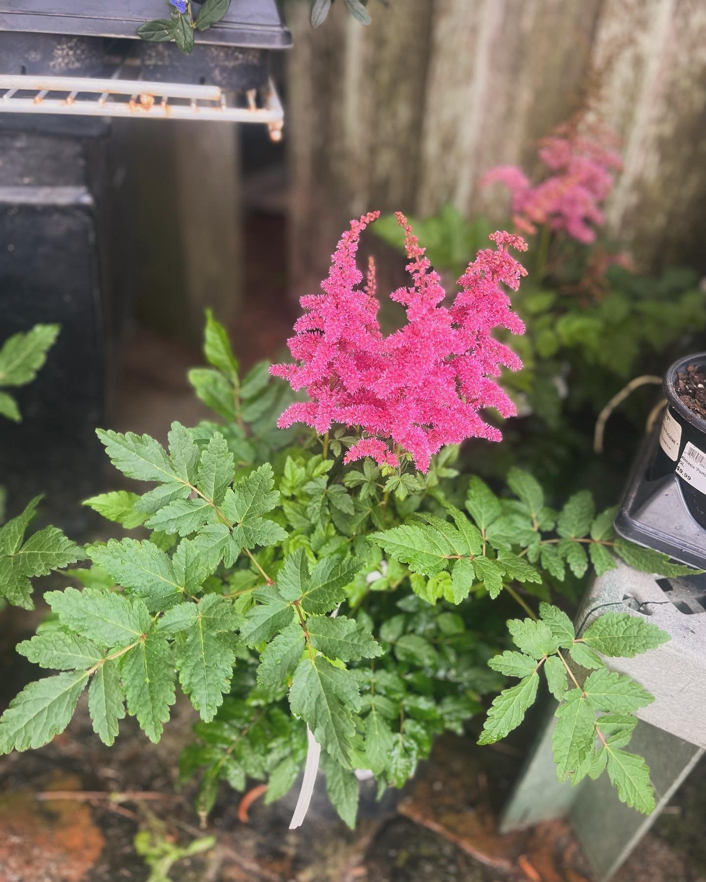 Looking for a shady perennial plant with lots of texture?

Astilbe grows best in afternoon shade and thrives in moist, well-drained soil, and blooms in various shades of pink and white here at Smith&rsquo;s. 

It grows about 2-4 feet tall, with soft 