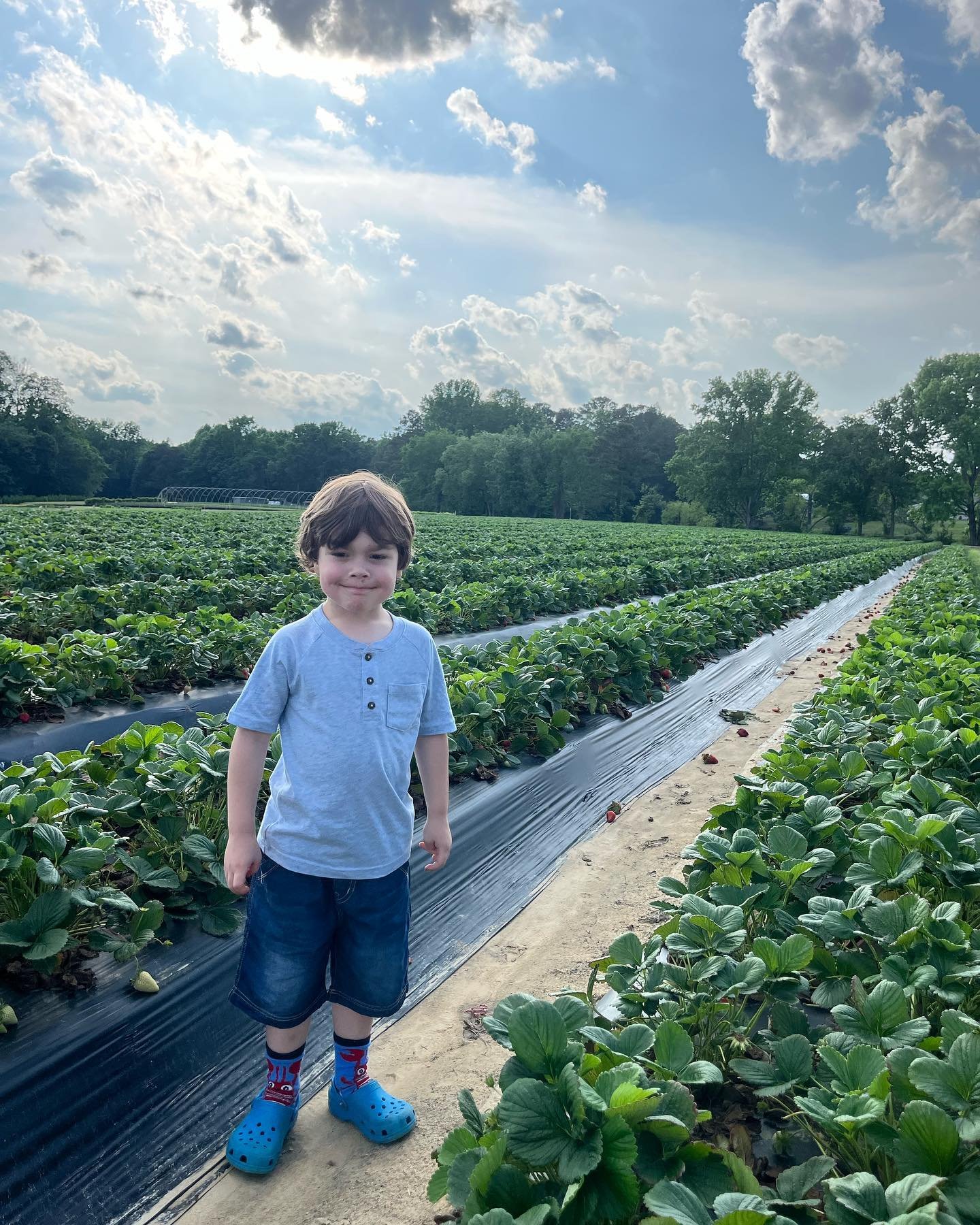 We hope everyone is having a wonderful Sunday! We have an announcement 📣 🍓

We just wanted to let you know that we only have u-pick strawberries available right now. 

We have NO pre-picked strawberries at the moment. 

We will have pre-picked agai