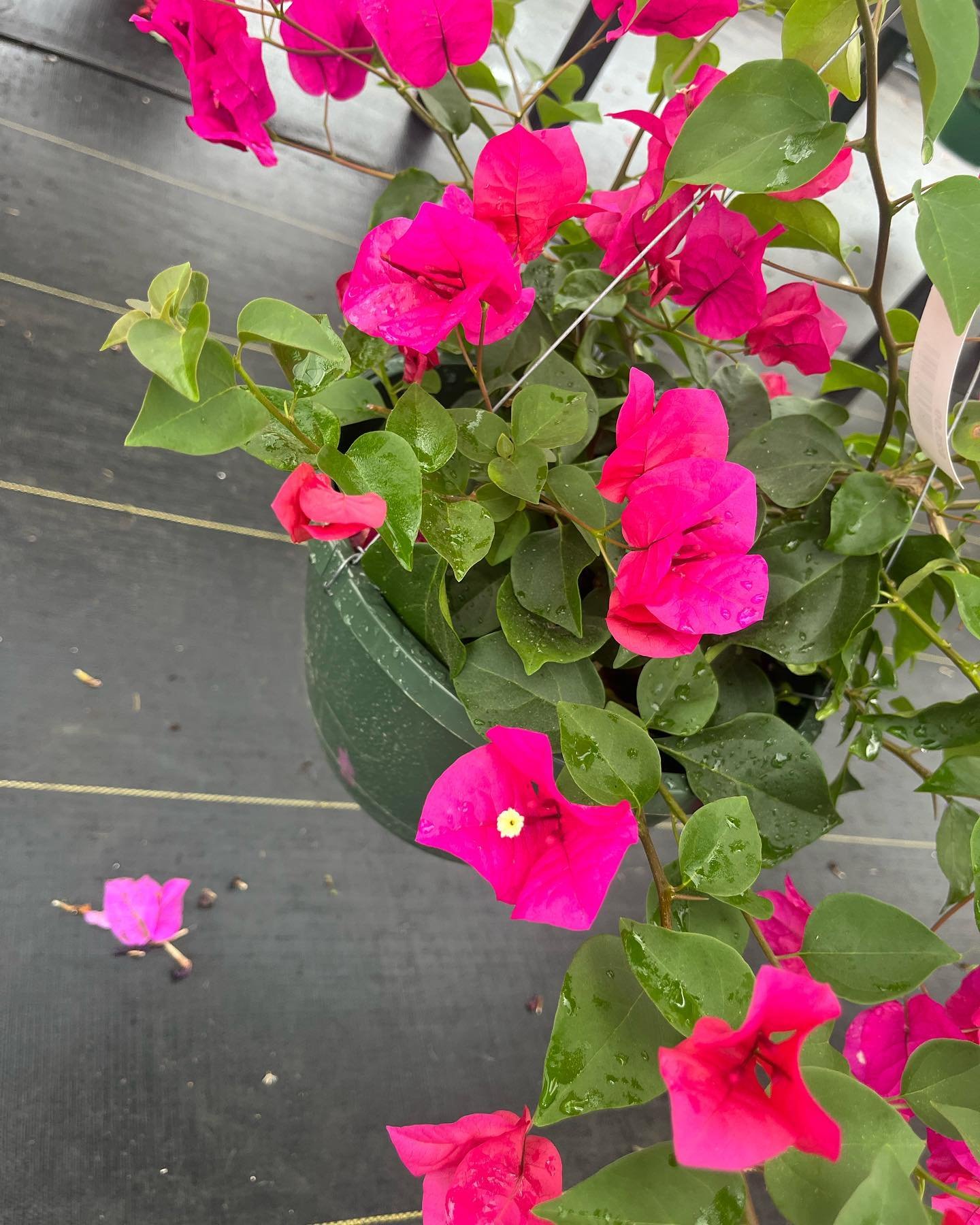 Bougainvillea hanging baskets are a beautiful addition to a sunny spot! They need 5-6 hours of sunlight to thrive. And Hummingbirds love them!! 

We have them in purple and pink!