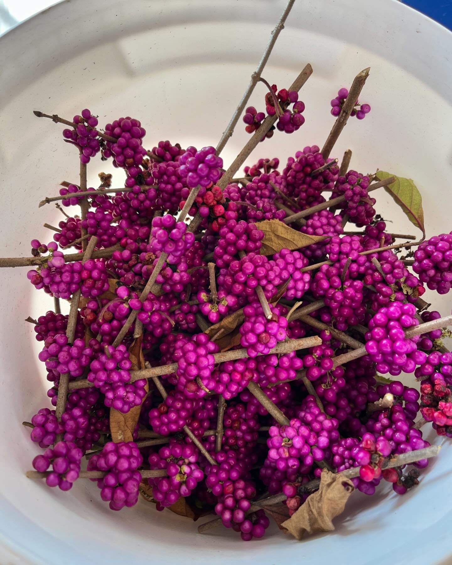 🌱 Propagating Beautyberry Seeds at Smith&rsquo;s Nursery!

Ever wondered how we grow beautiful Callicarpa (beautyberry) plants from scratch? It all starts with their vibrant berries! Here&rsquo;s how we do it:

1️⃣ Harvest the Berries &ndash; We car