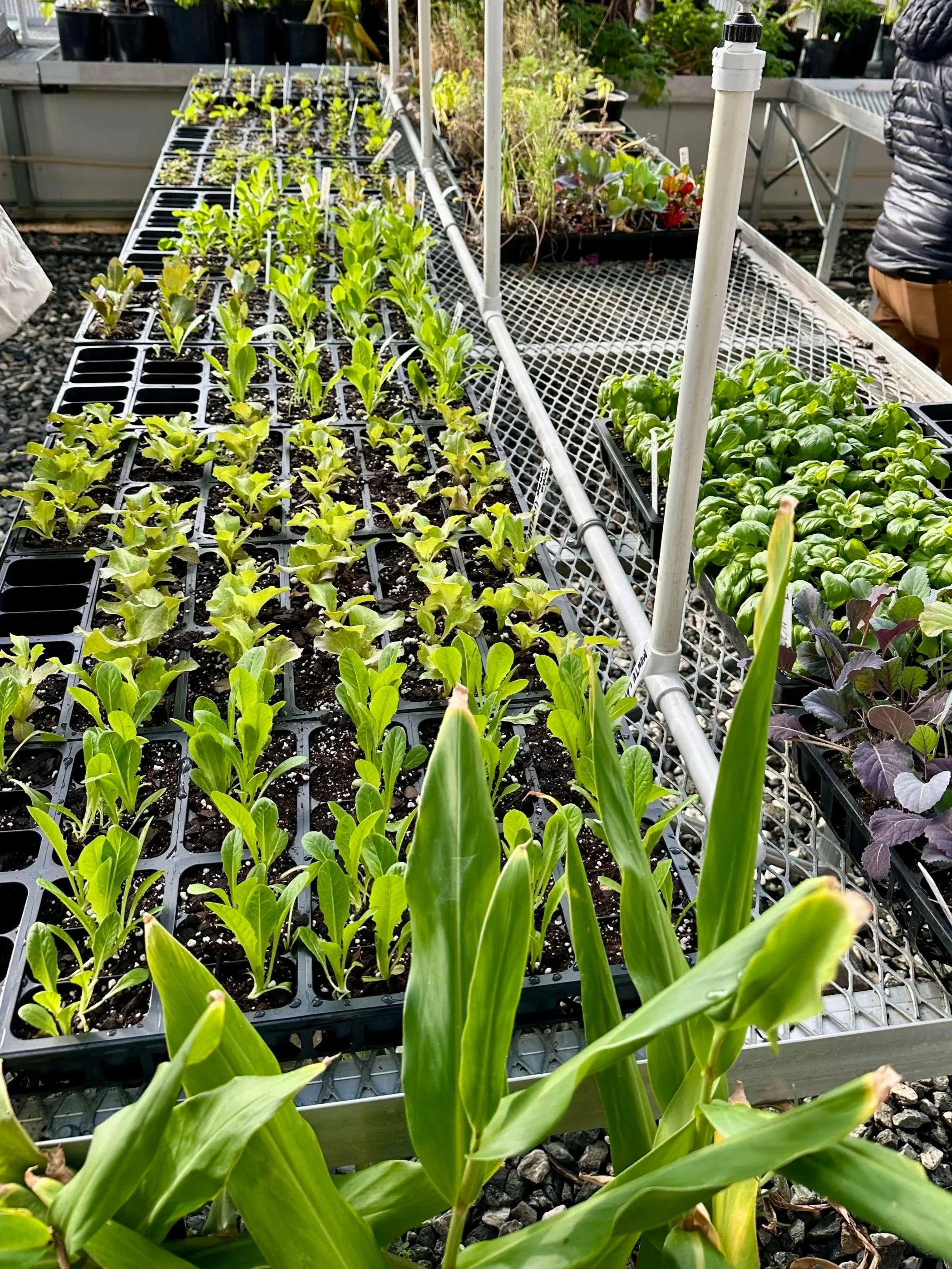 Fall Vegetable Seed Starting Workshop, Saturday, September 12th at 10 am