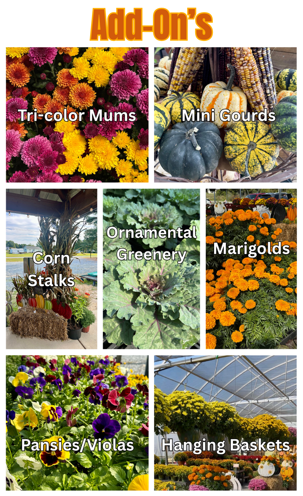 Mum Colors (5).png