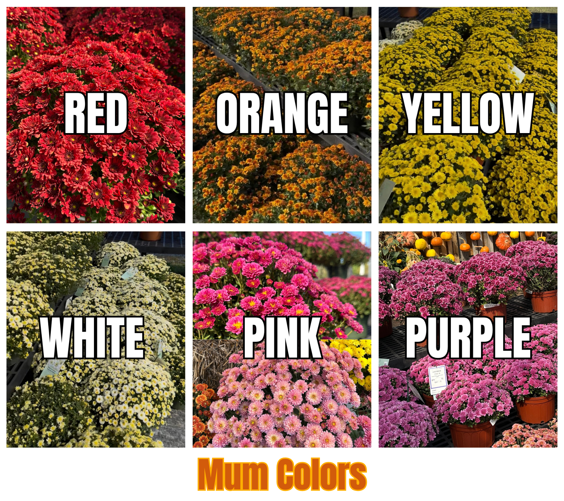 Mum Colors (6).png