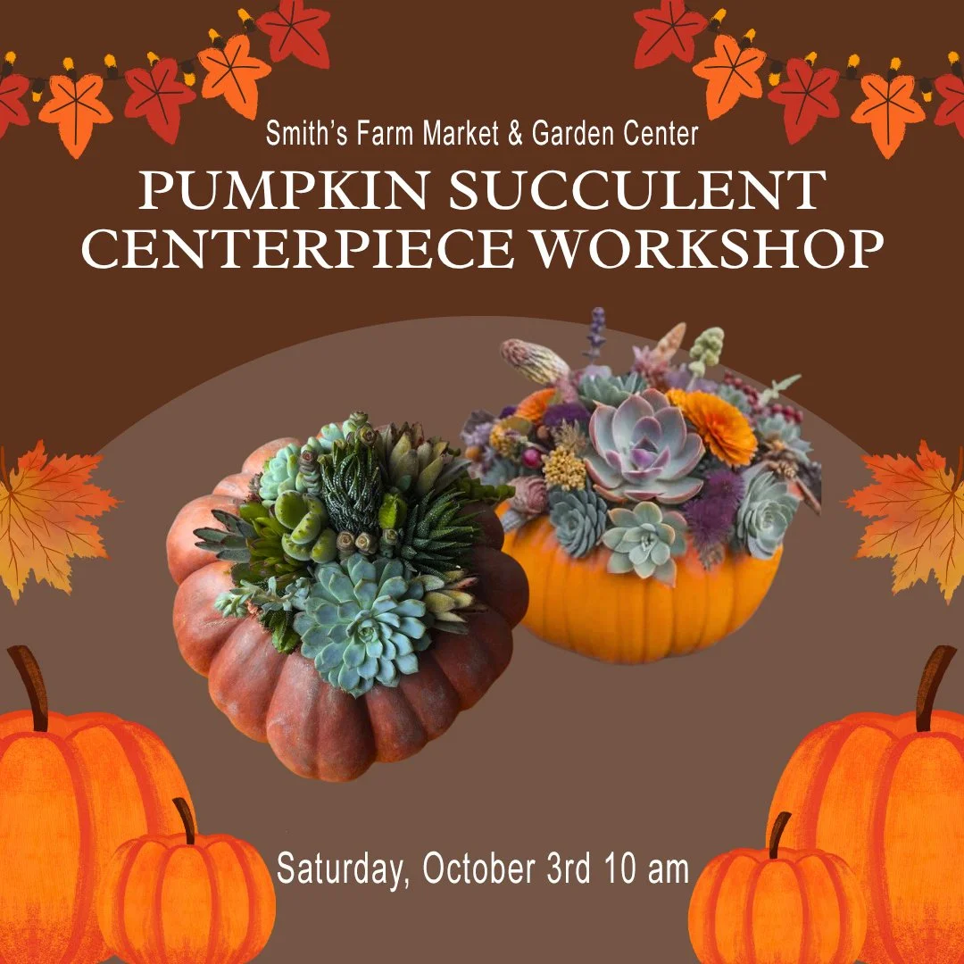 pumpkin succulent image.jpg
