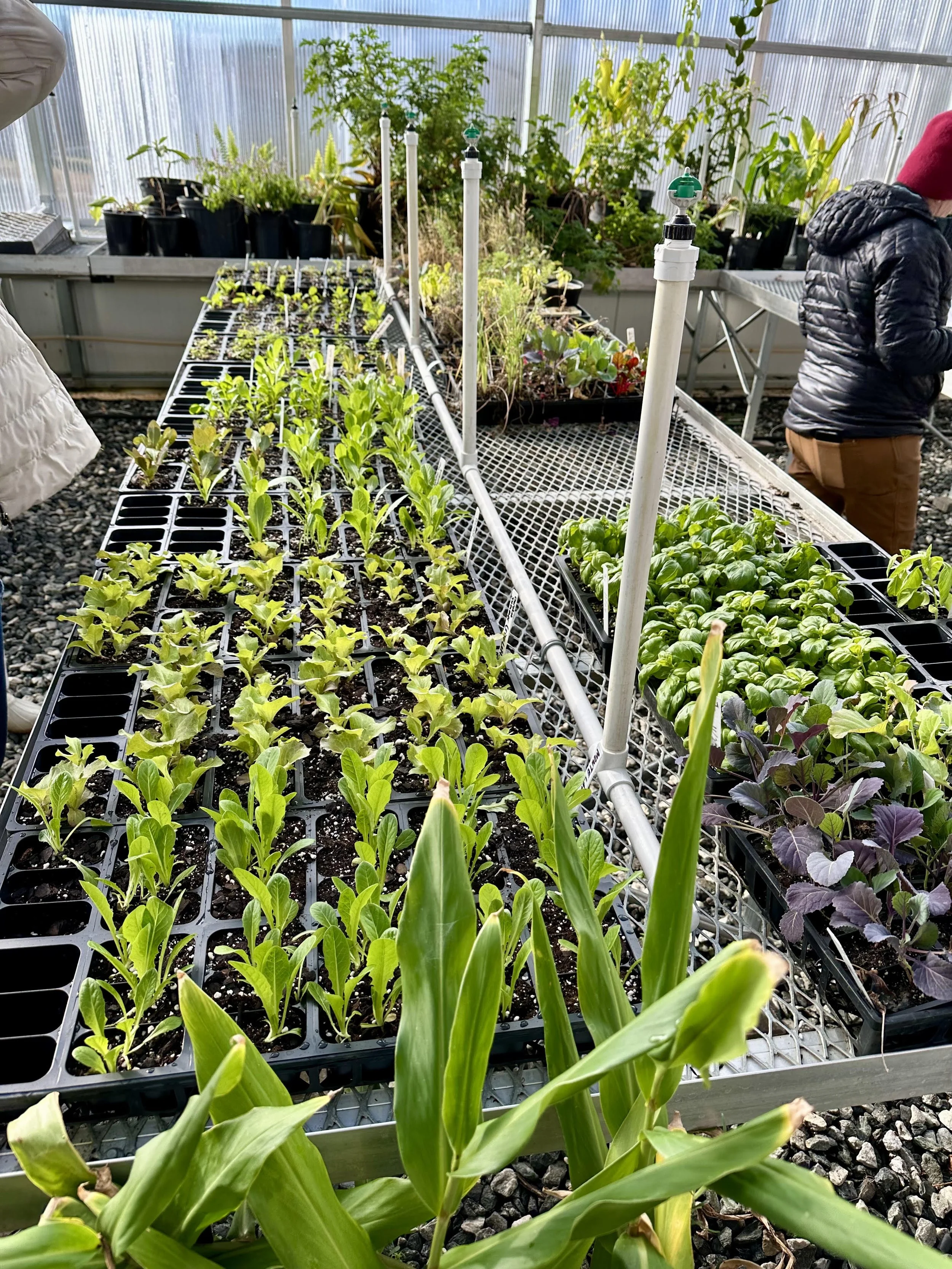 Fall Vegetable Seed Starting Workshop, Saturday, September 12th 10 AM – 11 AM