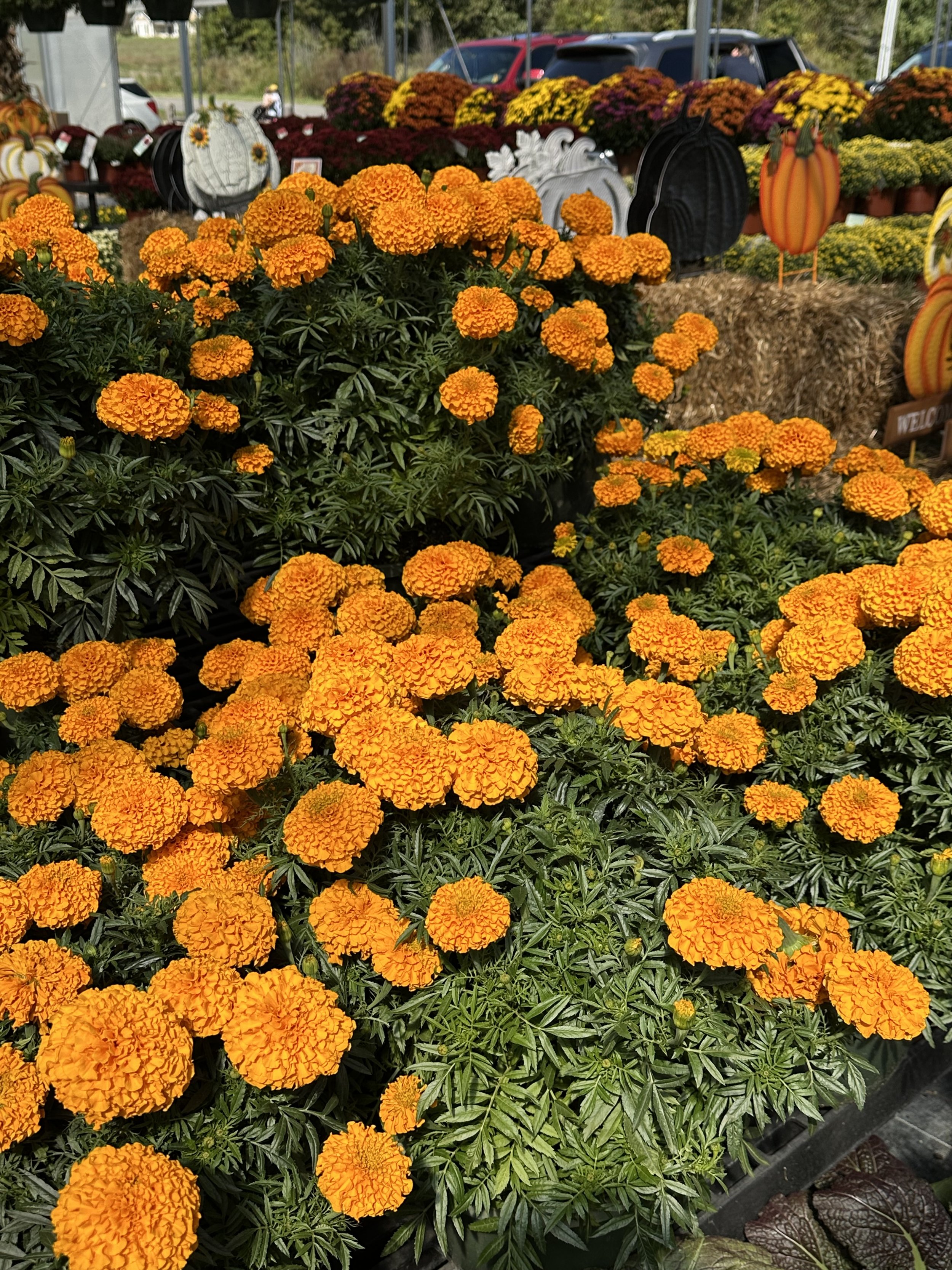 Fall Porch Design Add-On's