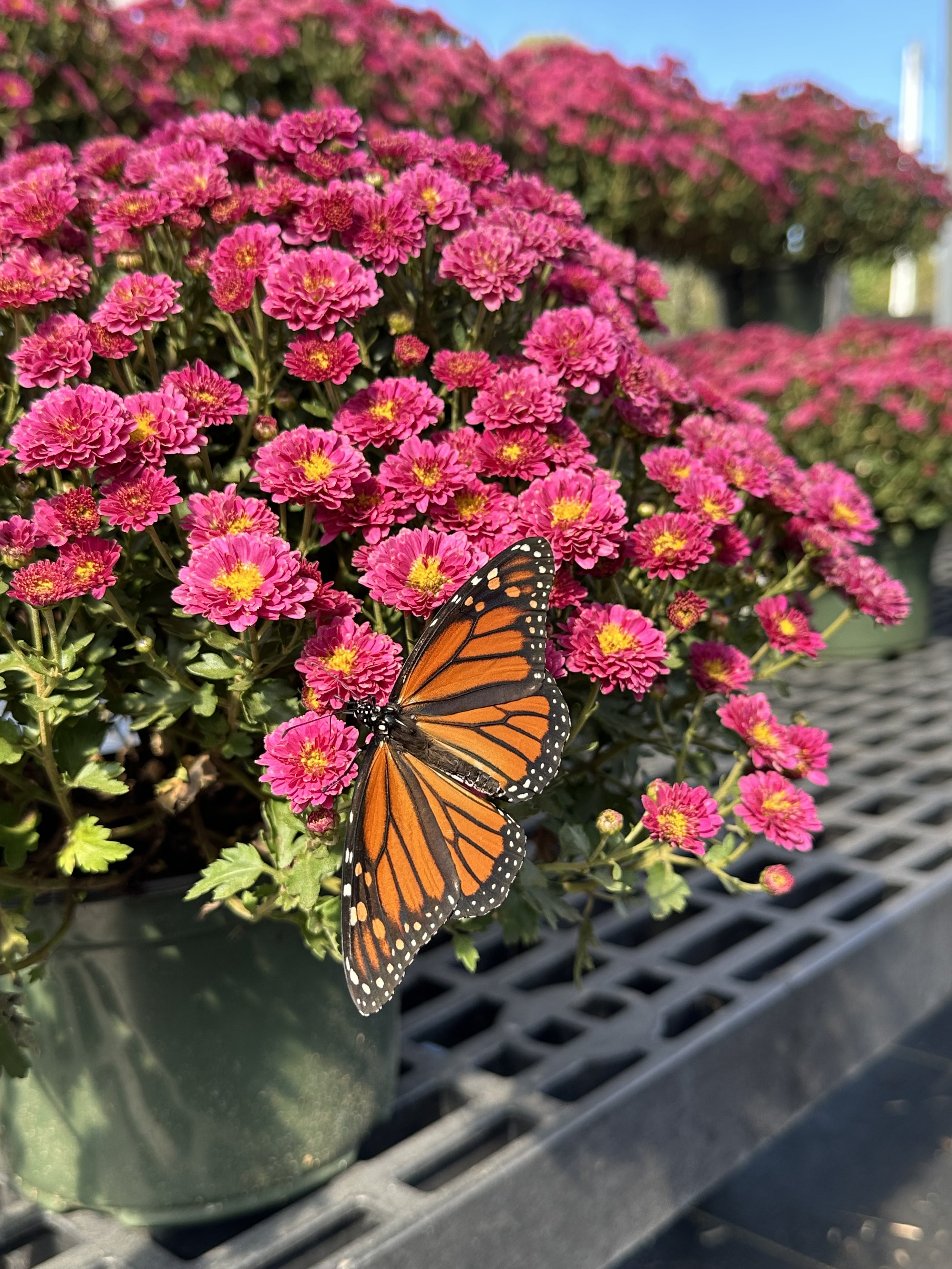 IMG_2119.jpeg