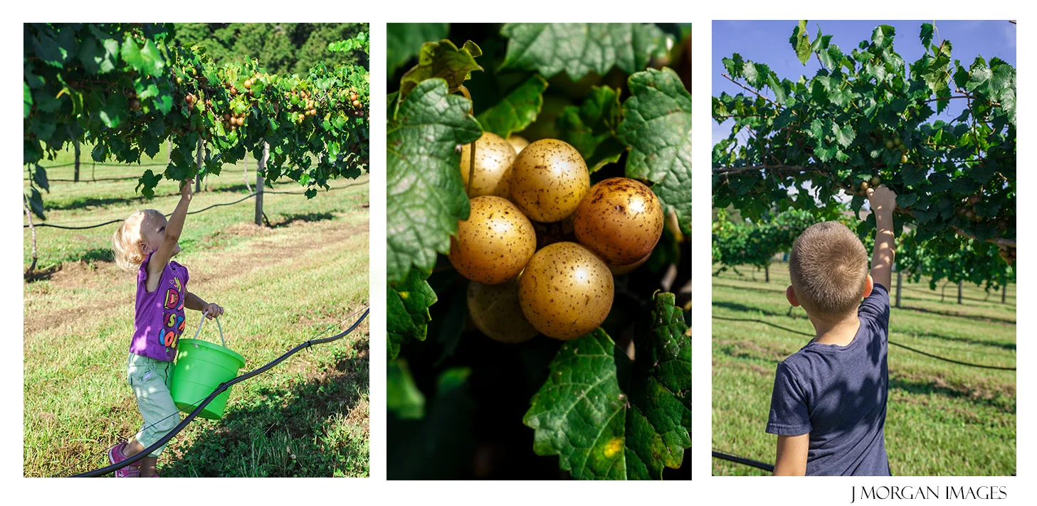 Grape Picking in Valrico