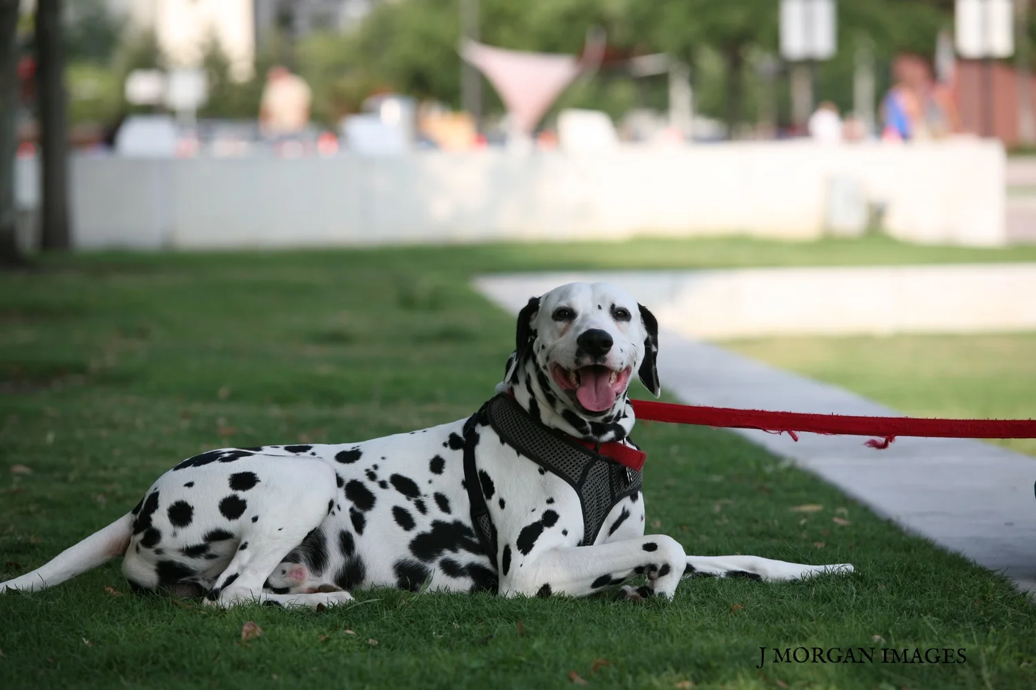 Dalmation at Curtis Hixon