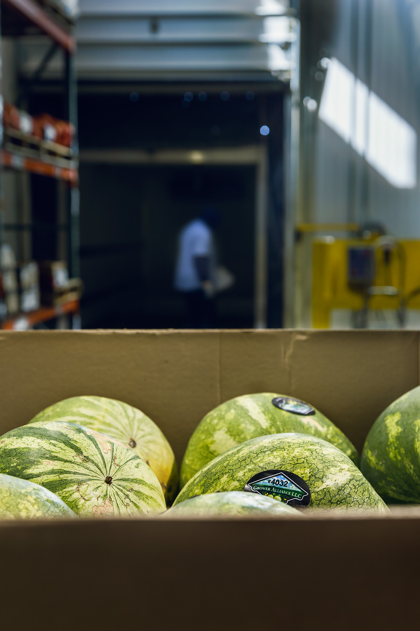 Watermelons in Waiting