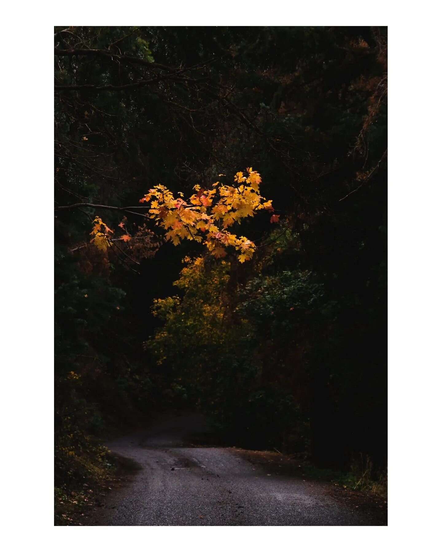 Nothing short of magic.

#fall #fallinutah #magic #landscape_captures #autumn #rainyday #mistymountains #utah #utahisrad