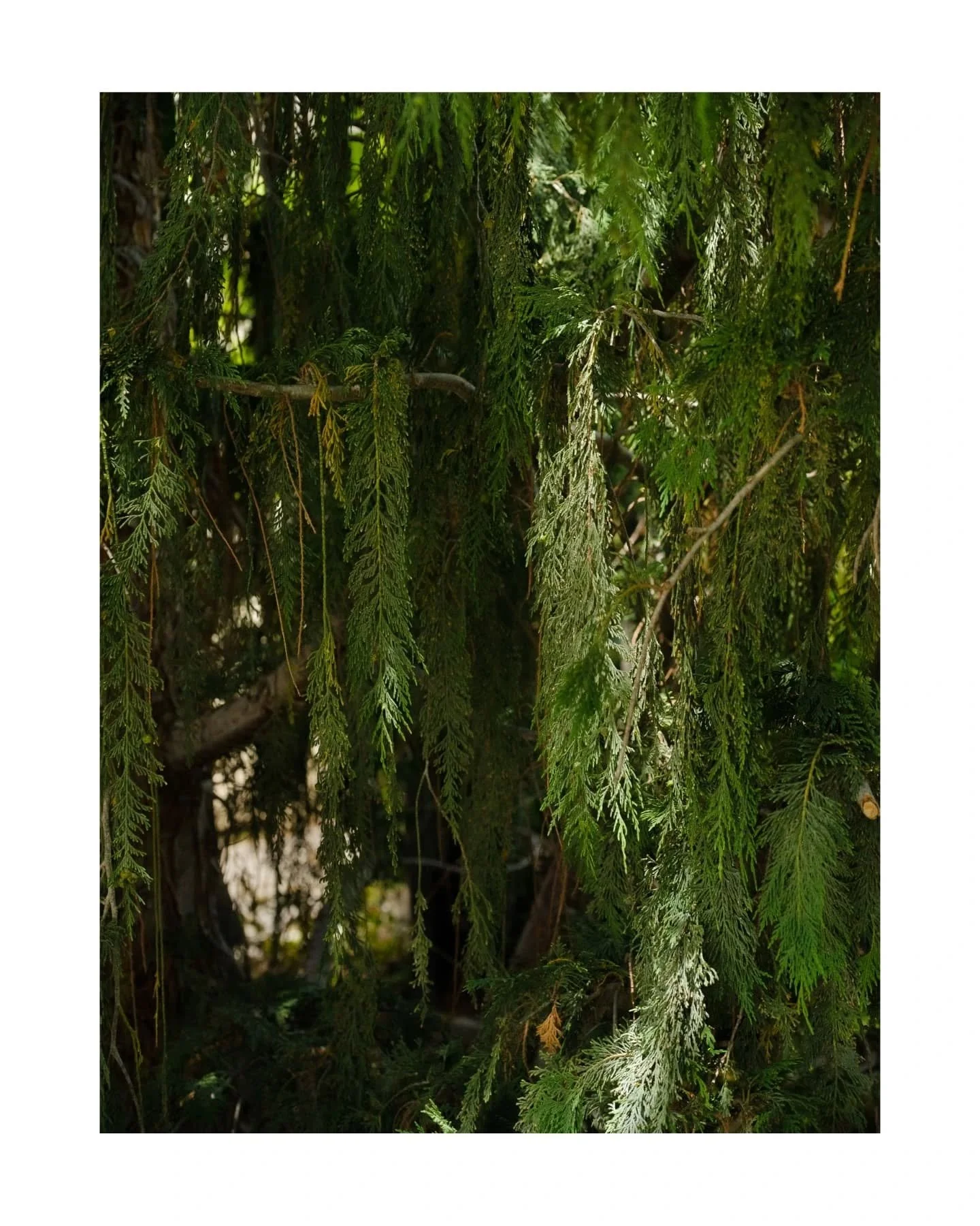 Light, shadows, flowers, paths, streams, and sunsets. Summer has been pretty great so far! 

#summer #summervibes #photogram #summerinphotos #summerphotography #naturelovers #photooftheday #vibes #goodvibes #photodump #photographylovers