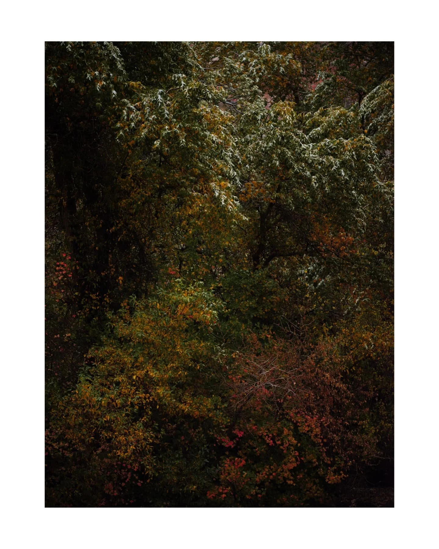 Seasonal crossovers are one of my favorite things to photograph, especially autumn/winter. 

#yearinreview #2024 #landscapephotography #fallwinter #personalwork