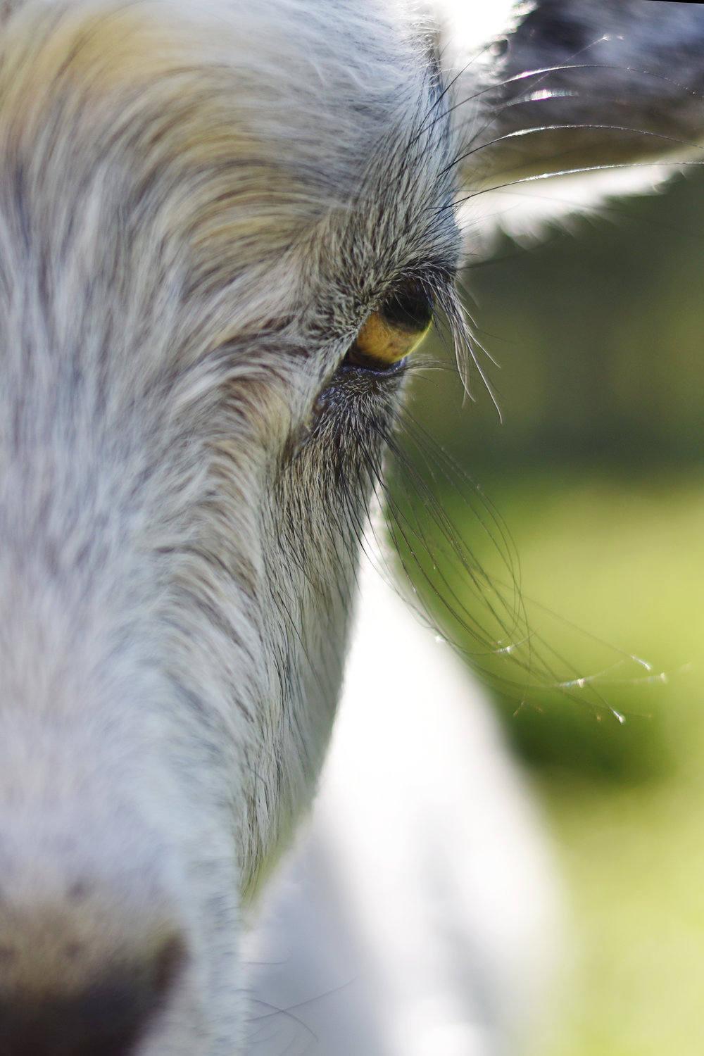 D5600 goat eye by kellie bieser.jpg