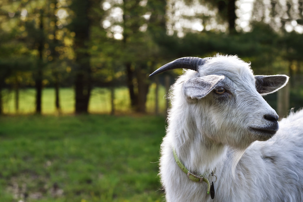 D5600 white goat by kellie bieser.jpg