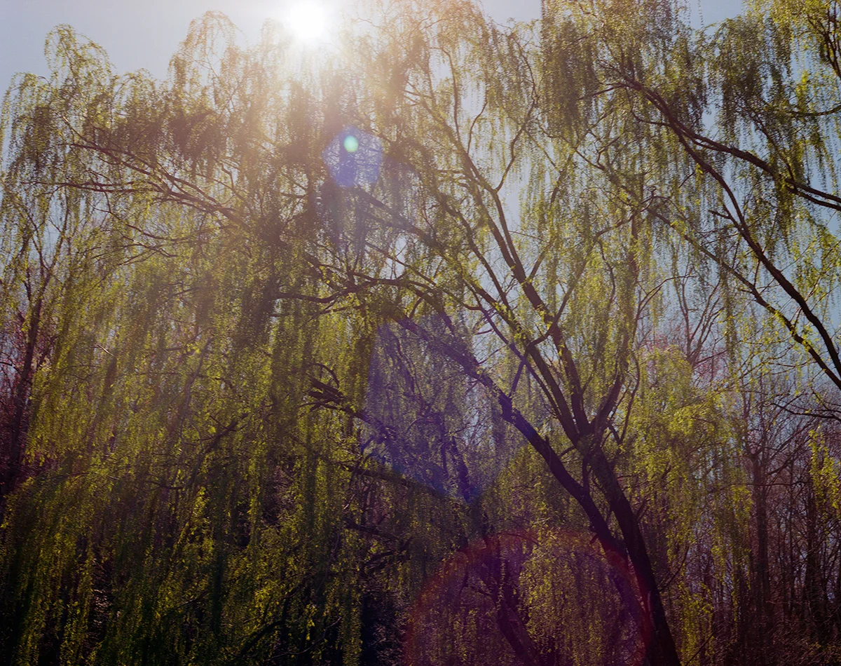 Weeping Willow