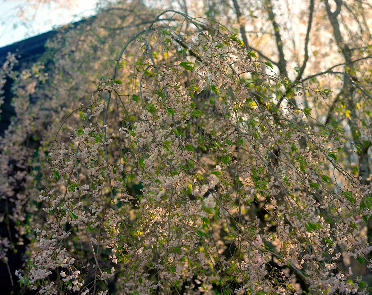 Weeping Cherry Tree