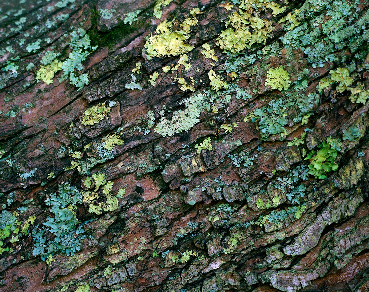 Lichen
