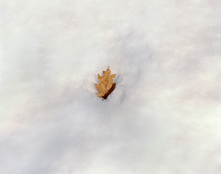  Oak Leaf, Pond Path, Walden Pond 