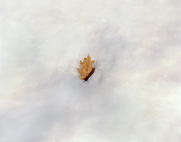 Oak Leaf, Pond Path, Walden Pond