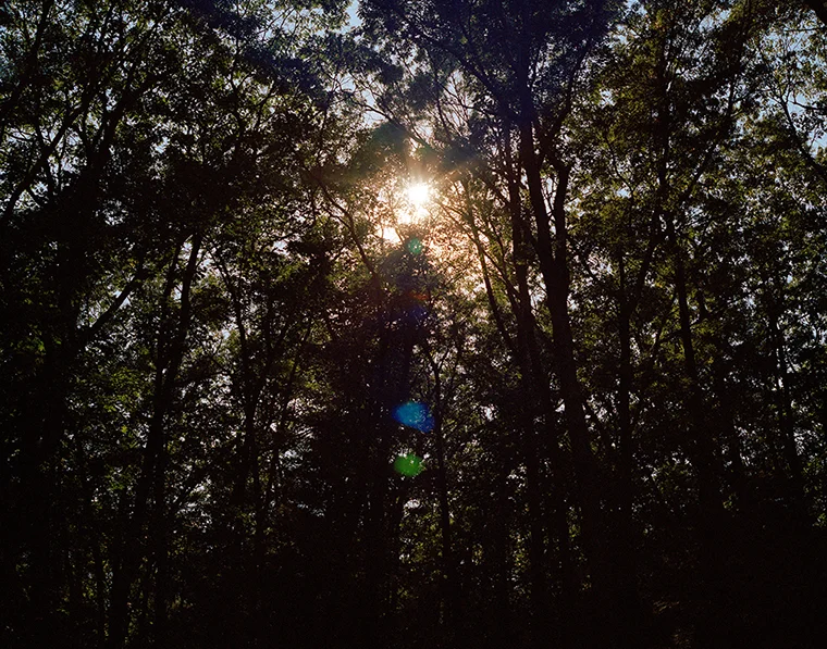 Sunrise, Walden Woods