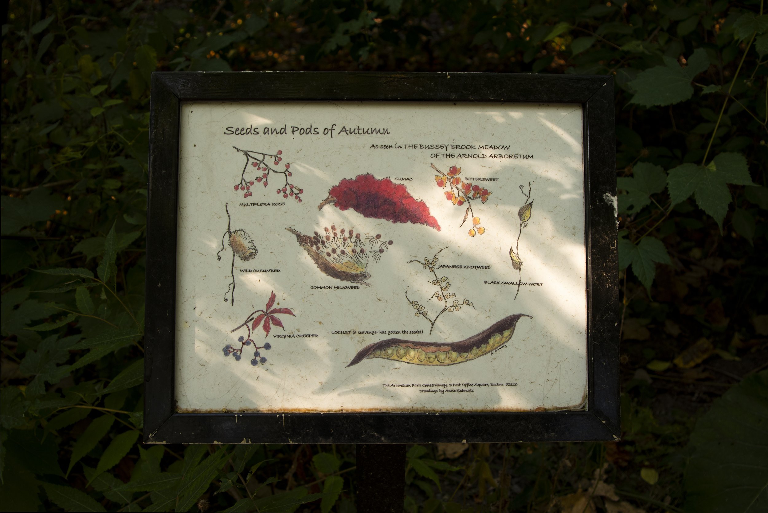 Boston Urban Wild 09-13, Bussey Brook, Jamaica Plain
