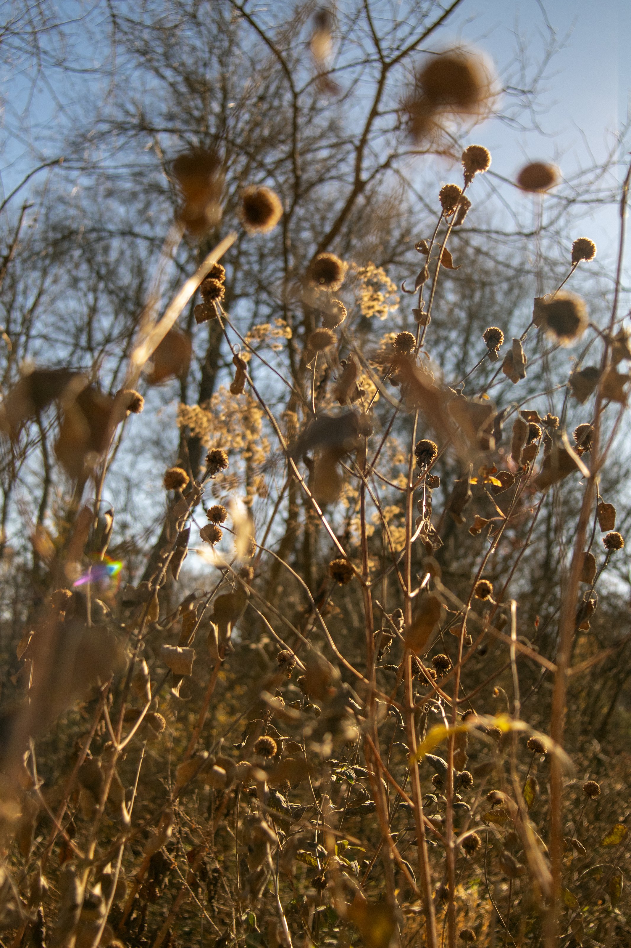 Boston Urban Wild 12-04, Roslindale Wetlands, Roslindale