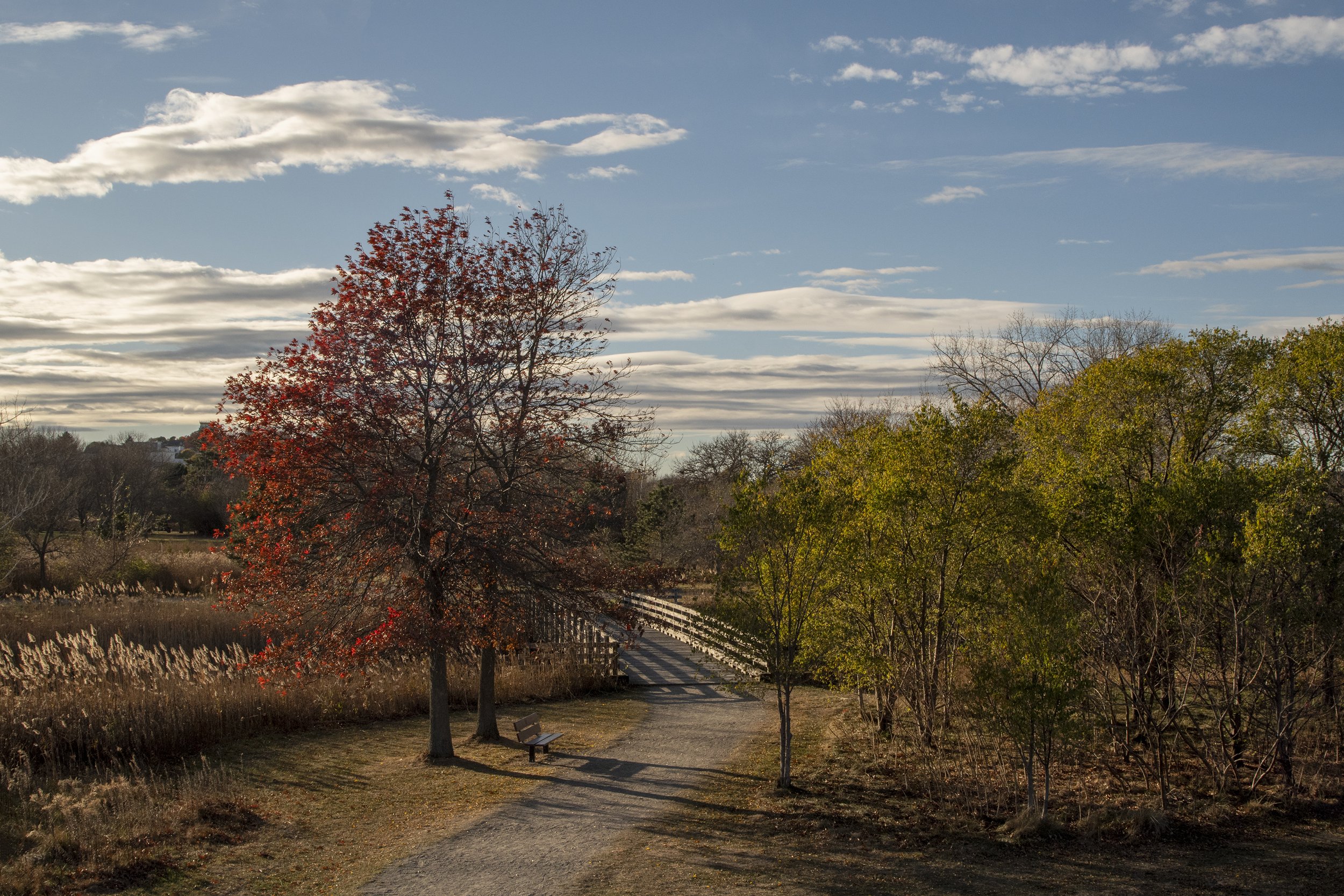 Boston Urban Wild 01-03, Belle Isle Marsh, East Boston